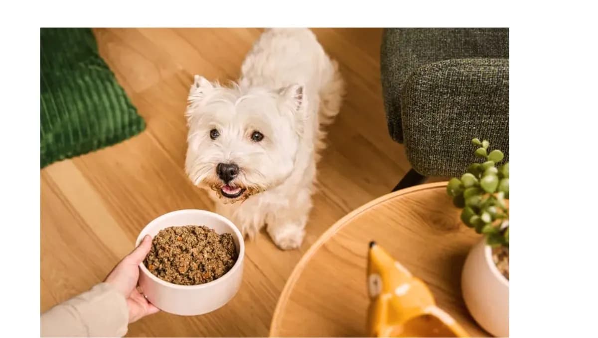 The Ultimate Guide to Dog Food: Nourishing Your Best Friend