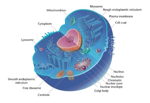 where in the cell are chromosomes located