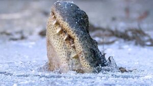 frozen alligators in north carolina
