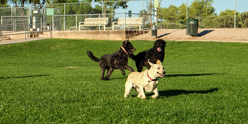 Dog park near me