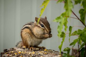 how to keep squirrels out of garden