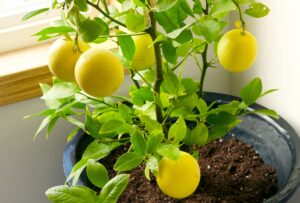 How to grow a lemon tree from a seed