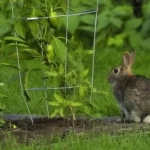 How to keep rabbits out of garden