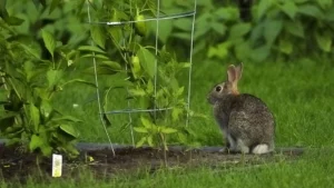How to keep rabbits out of garden
