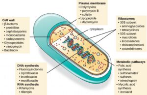 Which of these is a substance or compound that kills or inhibits bacteria ?