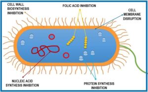 Antibacterial definition