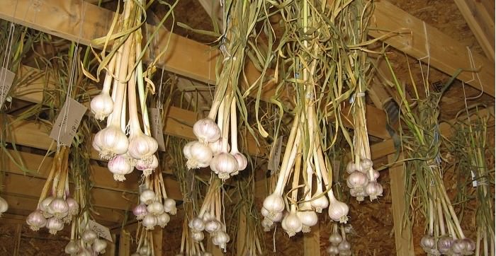 How long should garlic dry after harvesting?