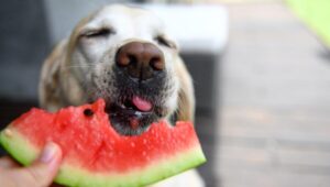 What fruits can dogs eat