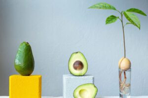 How to grow an avocado seed