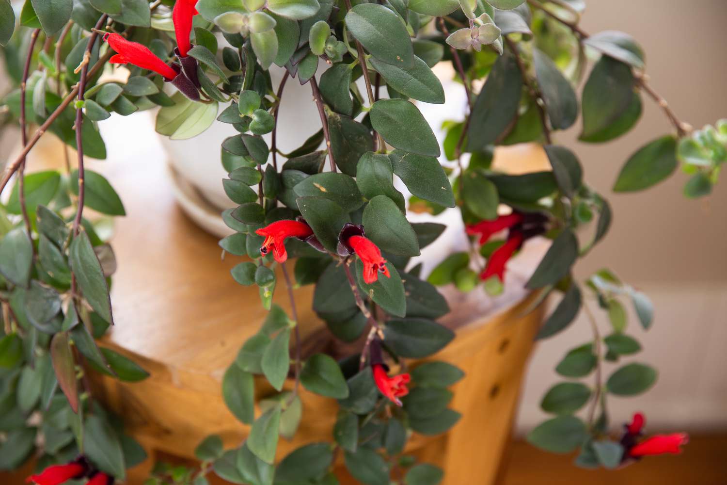 What is lipstick plant