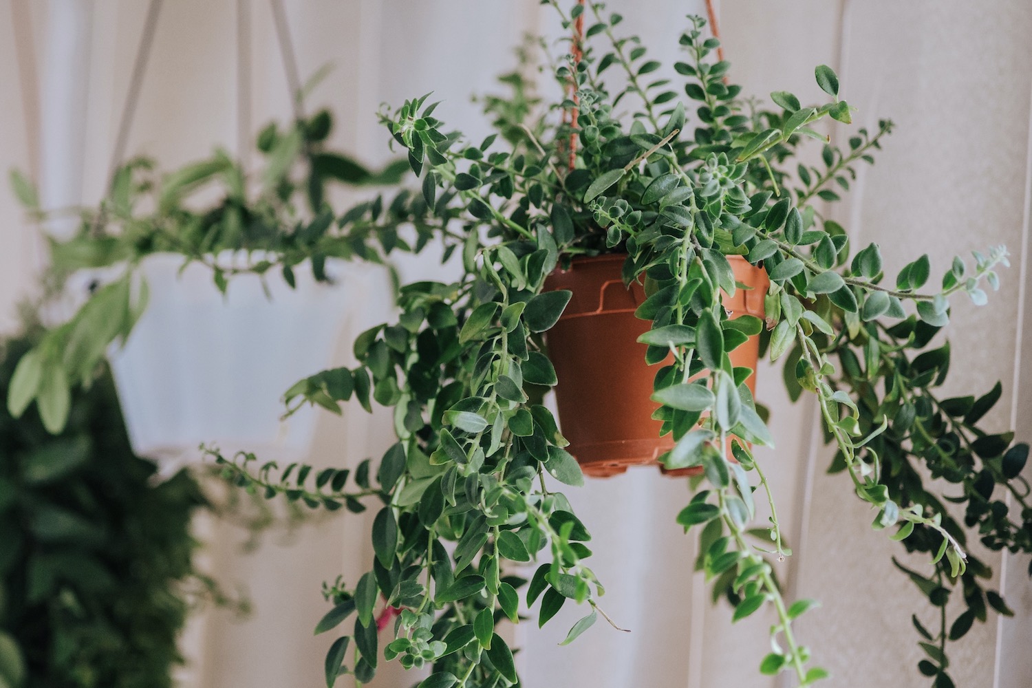 Does lipstick plant need sunlight ?