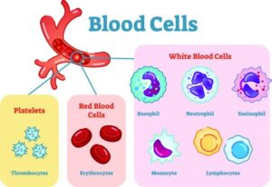 The most numerous cells of blood are