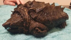 Dangerous turtle that can bite through bone found in Cumbria