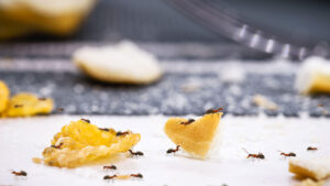 How to get rid of ants in kitchen