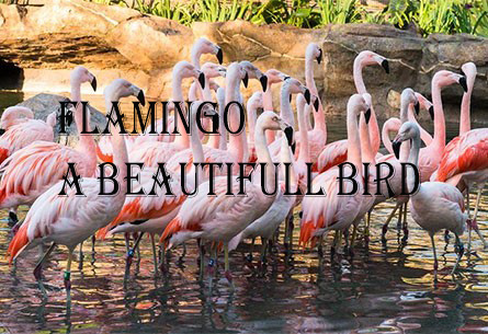 flamingo: a beautiful pink bird